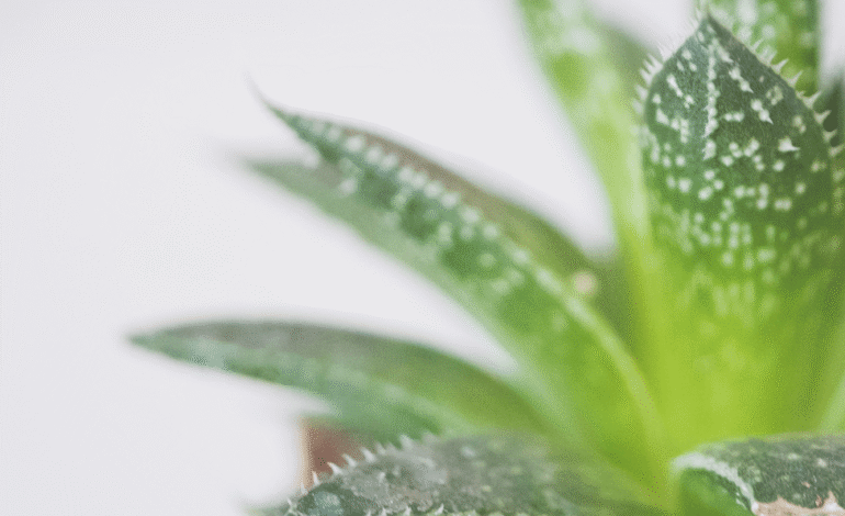 The Healing Powers of Aloe Vera