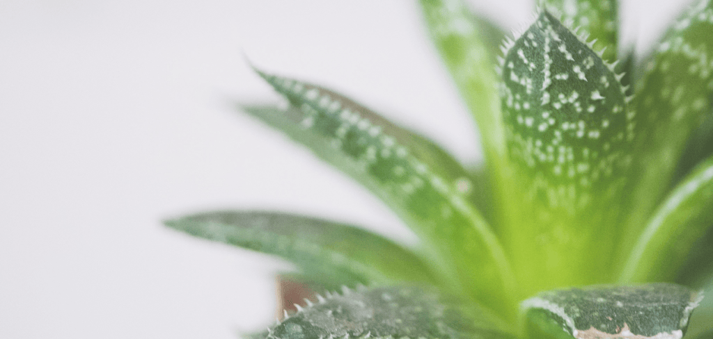The Healing Powers of Aloe Vera